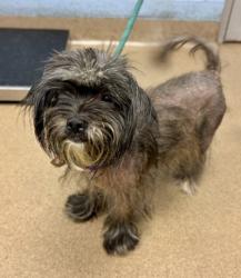 Shelter Stray Male Dog last seen Near S Norcross Tucker Rd, 30084, GA, 3280 Chamblee Dunwoody Rd, Chamblee, GA 30341, USA