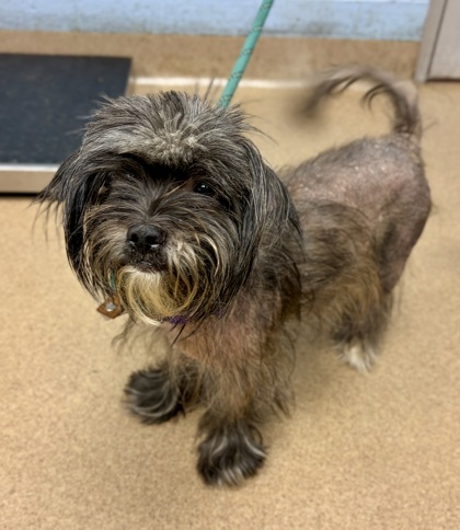 Shelter Stray Male Dog last seen Near S Norcross Tucker Rd, 30084, GA, 3280 Chamblee Dunwoody Rd, Chamblee, GA 30341, USA