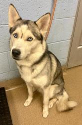 Shelter Stray Female Dog last seen Near Pleasantdale Crossing, 30340, GA, 3280 Chamblee Dunwoody Rd, Chamblee, GA 30341, USA