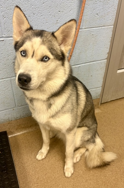Shelter Stray Female Dog last seen Near Pleasantdale Crossing, 30340, GA, 3280 Chamblee Dunwoody Rd, Chamblee, GA 30341, USA