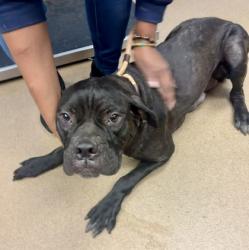 Shelter Stray Female Dog last seen Near Sara Ashley Court, 30058, GA, 3280 Chamblee Dunwoody Rd, Chamblee, GA 30341, USA