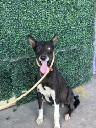 Shelter Stray Female Dog last seen Near Riverside Rd, COUNTY of El Paso, TX, 5001 Fred Wilson Ave, El Paso, TX 79906, USA