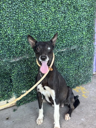 Shelter Stray Female Dog last seen Near Riverside Rd, COUNTY of El Paso, TX, 5001 Fred Wilson Ave, El Paso, TX 79906, USA