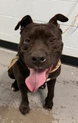 Shelter Stray Male Dog last seen olsen at folsom blvd, Rancho Cordova, CA, 6201 Florin Perkins Rd, Sacramento, CA 95828, USA