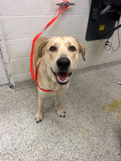 Shelter Stray Male Dog last seen Near NE 56th Street, 64119, MO, 7077 Elmwood Ave, Kansas City, MO 64132, USA