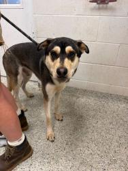 Shelter Stray Male Dog last seen Near NE 56th Street, 64119, MO, 7077 Elmwood Ave, Kansas City, MO 64132, USA