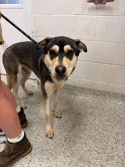 Shelter Stray Male Dog last seen Near NE 56th Street, 64119, MO, 7077 Elmwood Ave, Kansas City, MO 64132, USA