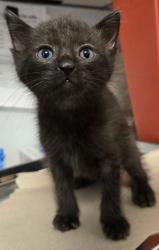 Shelter Stray Male Cat last seen E North Ave & S Sunnyside Ave, Fresno Zone Fresno CO 1A 93725, CA, 1510 W Dan Ronquillo Dr, Fresno, CA 93706, USA