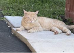 Lost Male Other last seen Near sw 3rd ave, Cape Coral, FL 33991