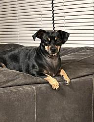 Lost Female Dog last seen Near nacogdoches rd 78247, San Antonio, TX 78247