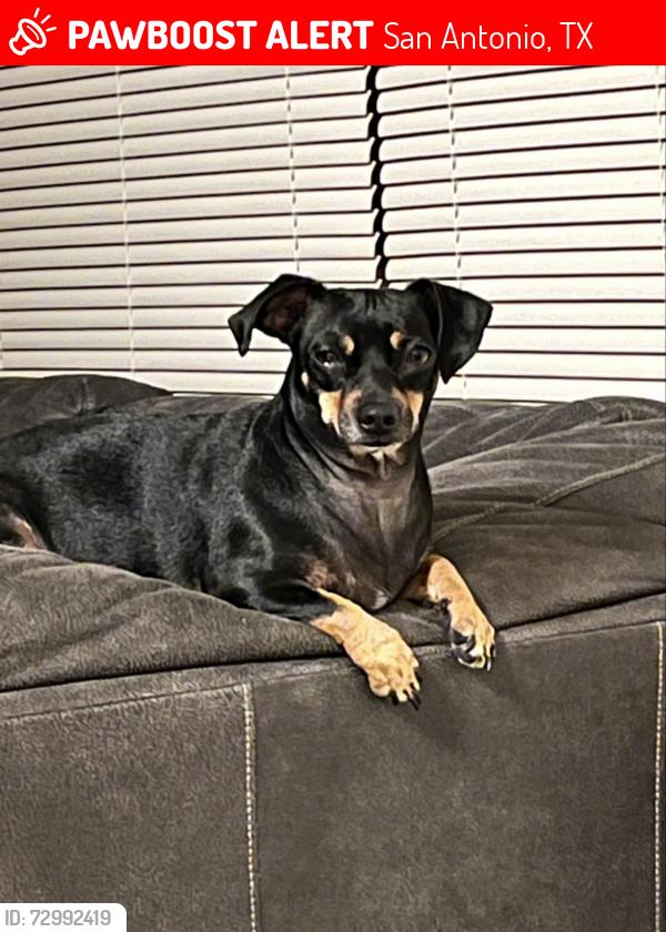 Lost Female Dog last seen Near nacogdoches rd 78247, San Antonio, TX 78247