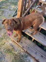 Reunited Male Dog last seen 32nd and West, Oakland, CA 94608