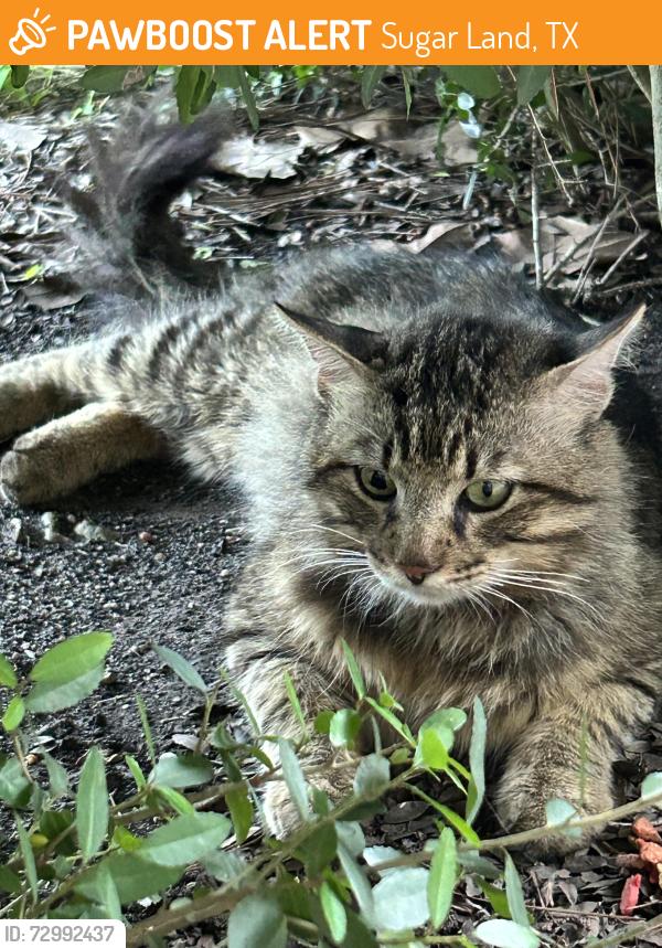 Found/Stray Unknown Cat last seen Settlers Way and Austin PKWY, Sugar Land, TX 77479