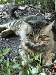 Found/Stray Unknown Cat last seen Settlers Way and Austin PKWY, Sugar Land, TX 77479
