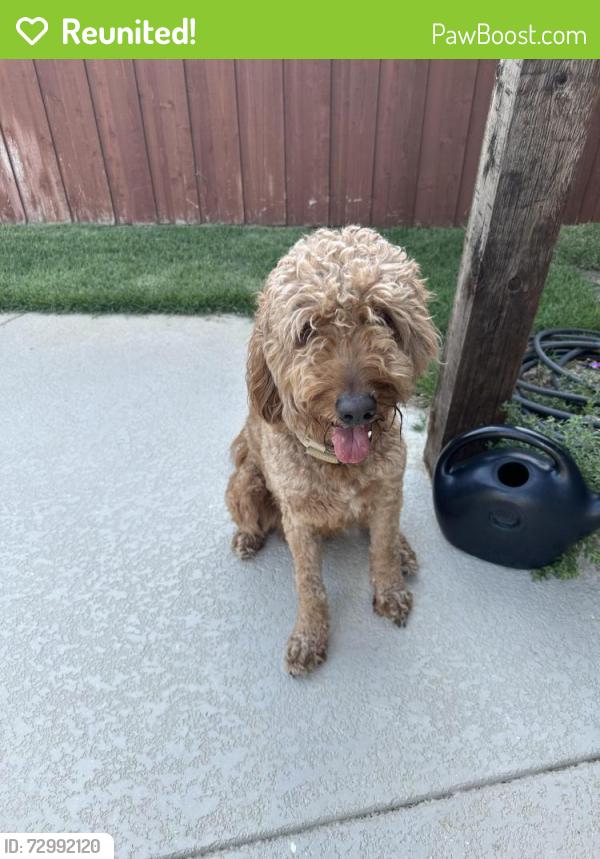Reunited Male Dog last seen Near Arcadia Park Dr, Fort Worth, TX 76244, USA, Fort Worth, TX 76244