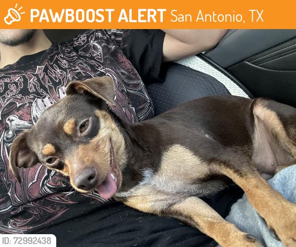 Found/Stray Female Dog last seen O’Conner and Nacogdoches , San Antonio, TX 78233