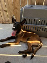 Lost Male Dog last seen Near Coyote Hills Edinburg, TX  78541 Estados Unidos, Edinburg, TX 78541