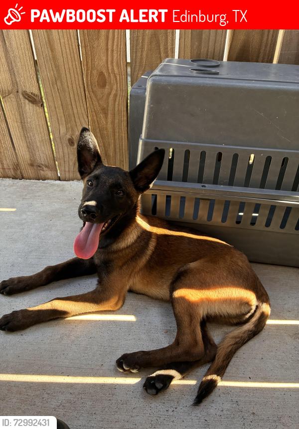 Lost Male Dog last seen Near Coyote Hills Edinburg, TX  78541 Estados Unidos, Edinburg, TX 78541