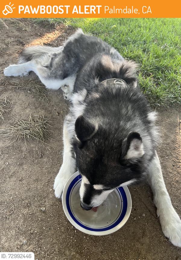 Found/Stray Male Dog last seen Avenue 3, Palmdale, CA 93550