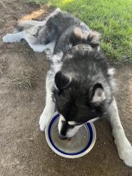 Found/Stray Male Dog last seen Avenue 3, Palmdale, CA 93550