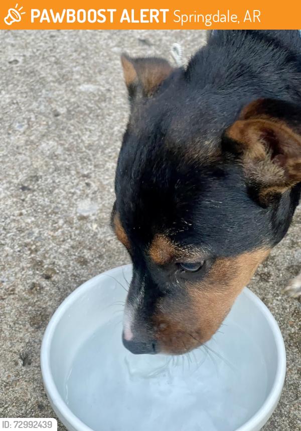 Rehomed Unknown Dog last seen West Lakeview, Springdale, AR 72764