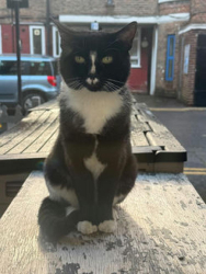 Found/Stray Unknown Cat last seen Broadway market , Haggerston, England E8 4DG