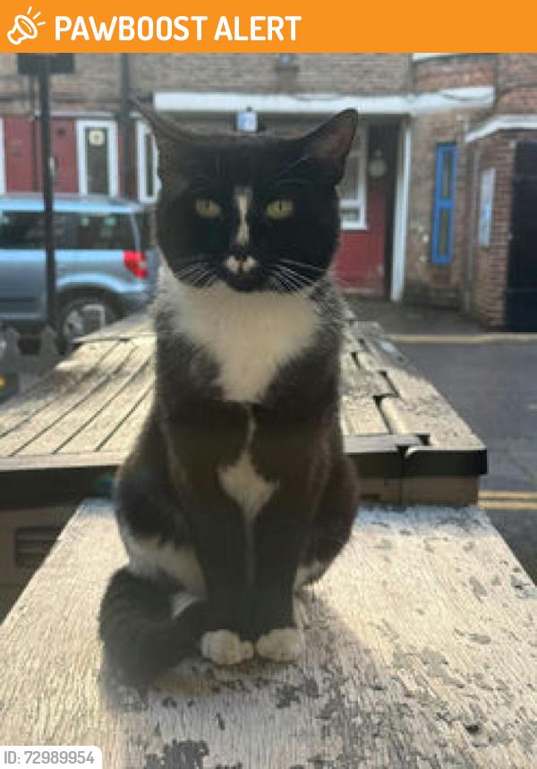 Found/Stray Unknown Cat last seen Broadway market , Haggerston, England E8 4DG