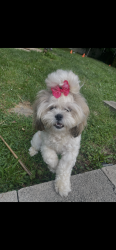 Lost Female Dog last seen James street, Monroeville, PA 15145