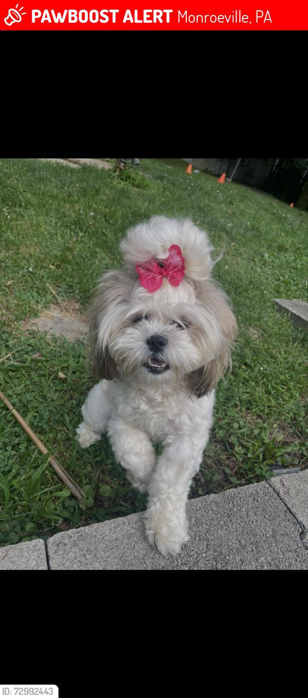 Lost Female Dog last seen James street, Monroeville, PA 15145