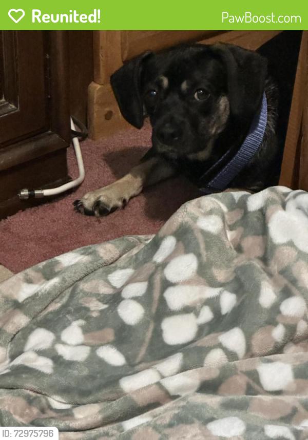 Reunited Male Dog last seen Harmony Church Rd, Hall County, GA 30543