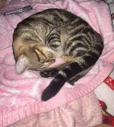 Lost Male Cat last seen 90th ave N, Pinellas Park, FL 33782