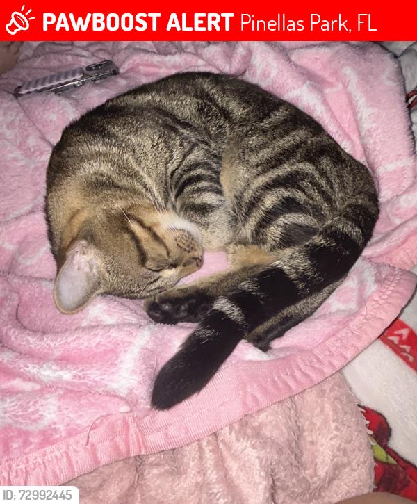 Lost Male Cat last seen 90th ave N, Pinellas Park, FL 33782