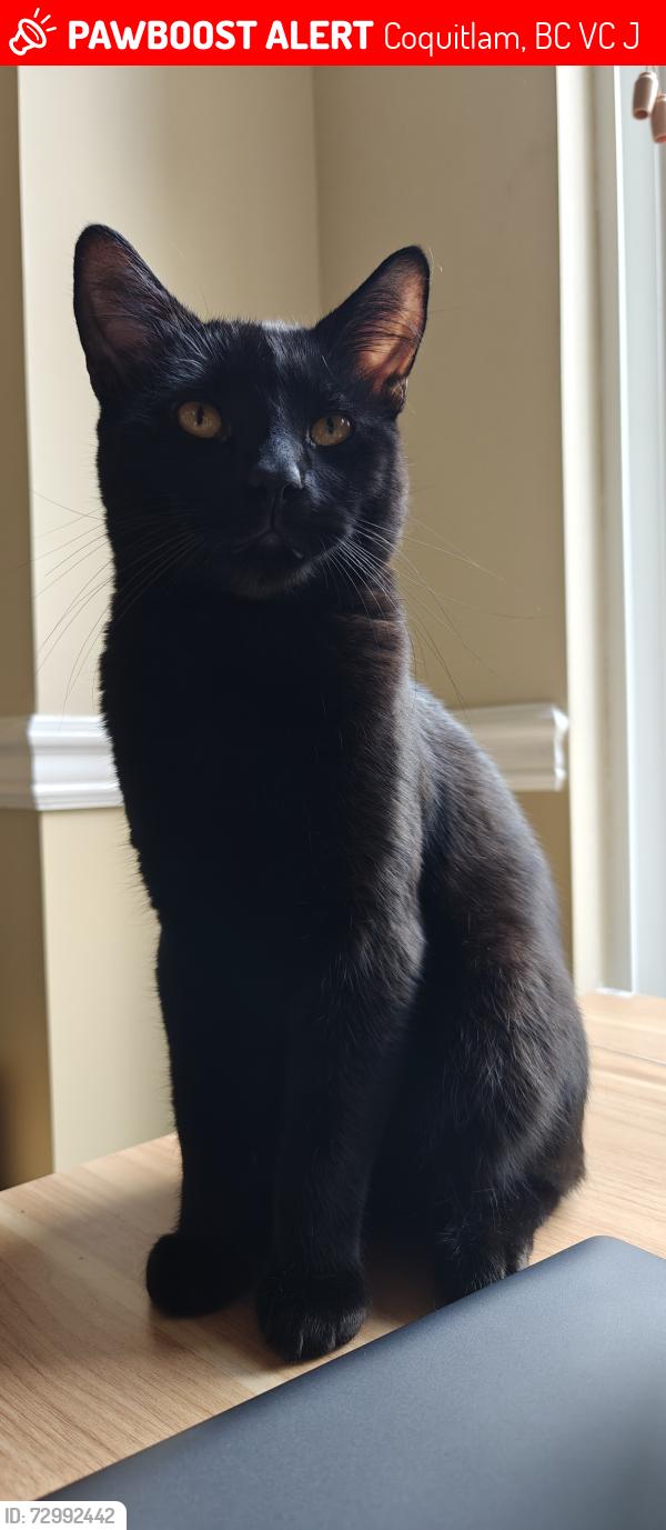 Lost Male Cat last seen Lougheed Highway & Chilko drive , Coquitlam, BC V3C 6J2