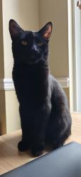 Lost Male Cat last seen Lougheed Highway & Chilko drive , Coquitlam, BC V3C 6J2
