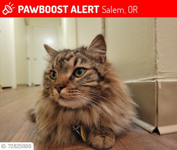 Lost Male Cat last seen Windstone Village near Center and Cordon, Salem, OR 97301