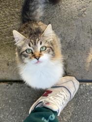 Reunited Female Cat last seen Shoemaker and rainier , Whittier, CA 90605