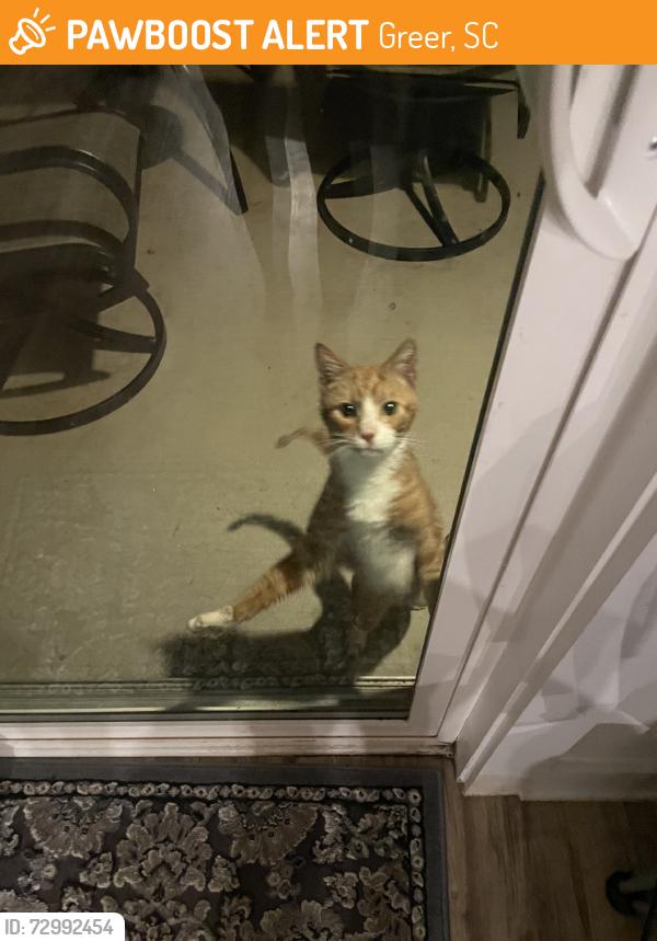 Found/Stray Male Cat last seen Outback, Greer, SC 29650