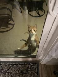 Found/Stray Male Cat last seen Outback, Greer, SC 29650