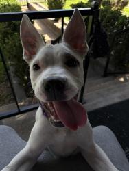 Found/Stray Female Dog last seen Gilpin and mt pleasant st, Dallas, TX 75211
