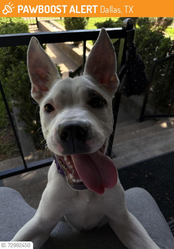 Found/Stray Female Dog last seen Gilpin and mt pleasant st, Dallas, TX 75211