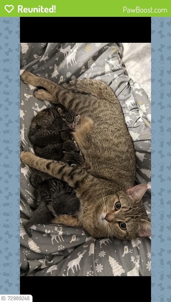 Reunited Female Cat last seen Edgewood Ave waterbury, Waterbury, CT 06706