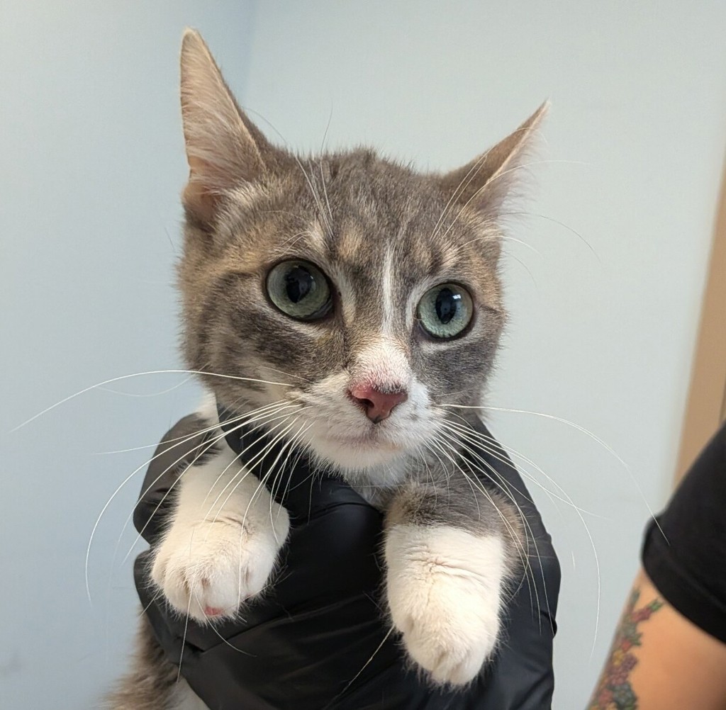 Shelter Stray Female Cat last seen Near Guy Street, San Diego, CA, 92103, 5500 Gaines St, San Diego, CA 92110, USA