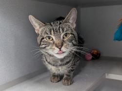 Shelter Stray Male Cat last seen Fot Washington Park, NEW YORK, NY, 10032, 326 E 110th St, New York, NY 10029, USA