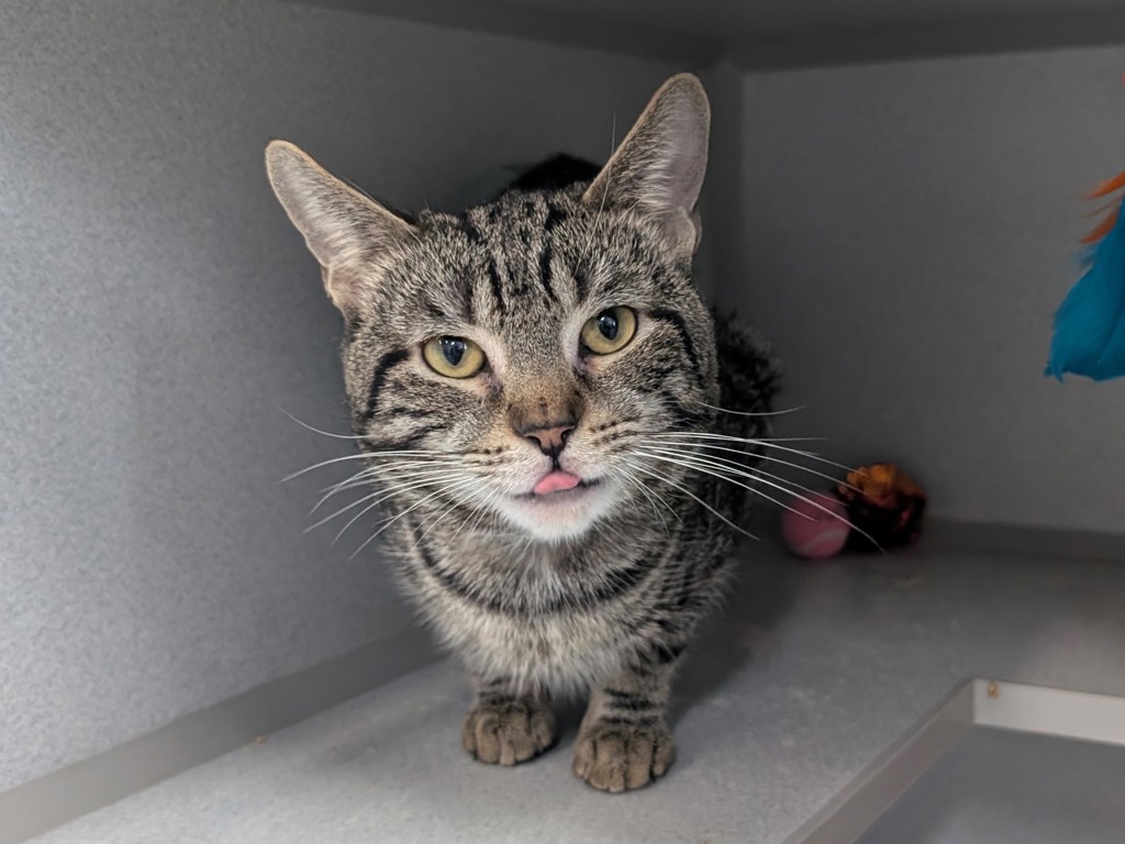 Shelter Stray Male Cat last seen Fot Washington Park, NEW YORK, NY, 10032, 326 E 110th St, New York, NY 10029, USA