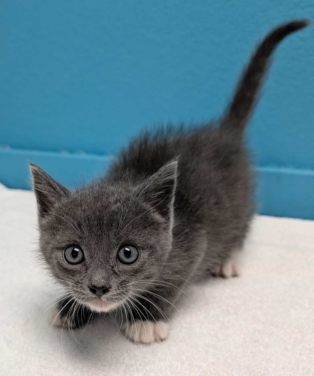 Shelter Stray Male Cat last seen Near Jefferson Avenue, Escondido, CA, 92027, Escondido, CA 92027, USA