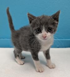 Shelter Stray Male Cat last seen Near Jefferson Avenue, Escondido, CA, 92027, Escondido, CA 92027, USA