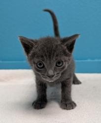 Shelter Stray Female Cat last seen Near Jefferson Avenue, Escondido, CA, 92027, Escondido, CA 92027, USA