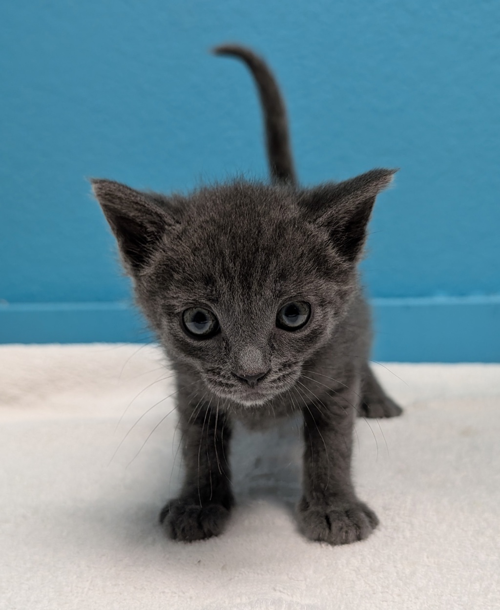 Shelter Stray Female Cat last seen Near Jefferson Avenue, Escondido, CA, 92027, Escondido, CA 92027, USA
