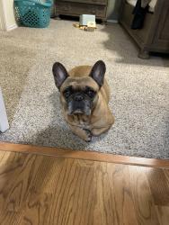Lost Male Dog last seen Northern Cross, Haltom City, TX 76117