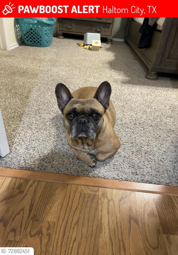 Lost Male Dog last seen Northern Cross, Haltom City, TX 76117